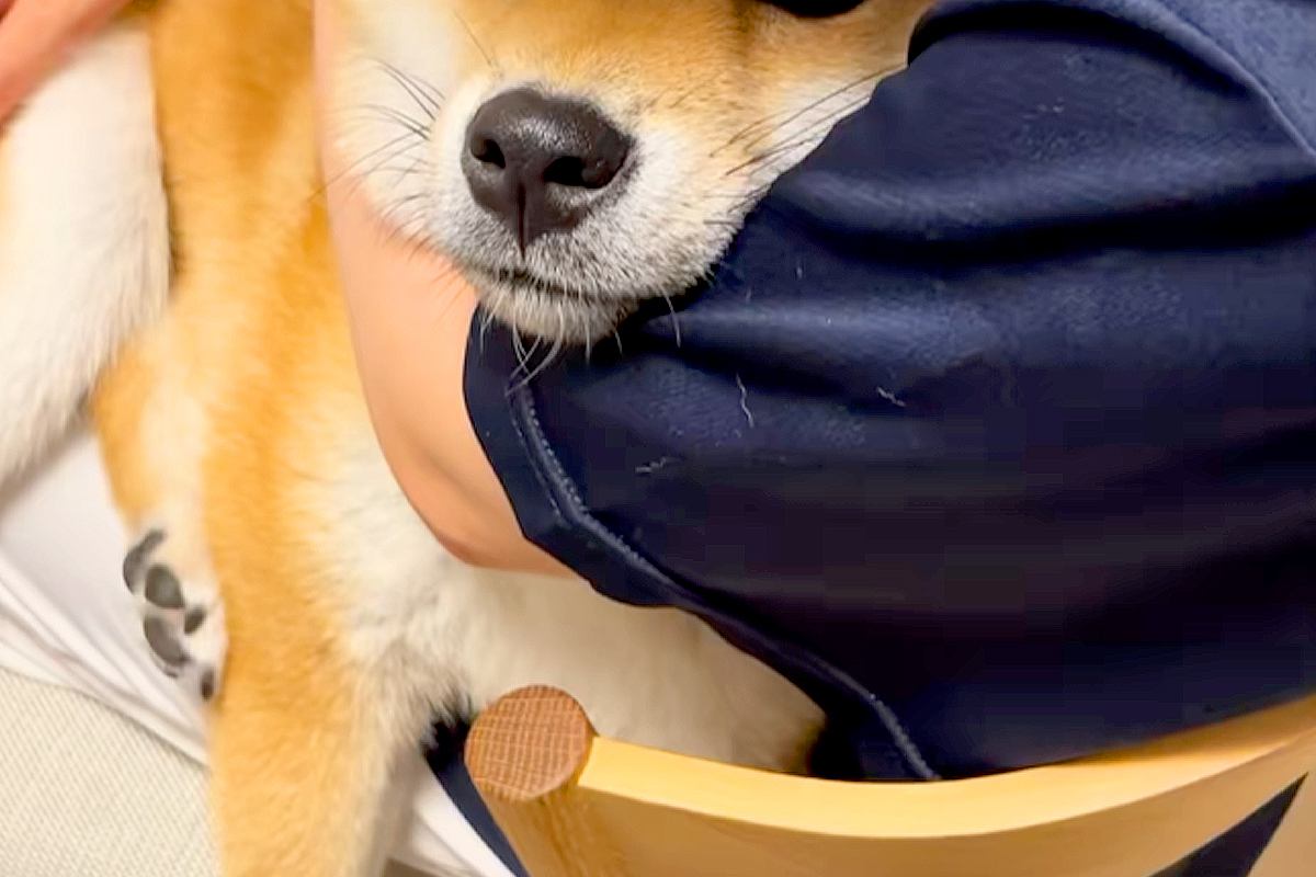 『甘えん坊さん』をしていた犬→可愛かったので『スマホで撮影した』結果、恥ずかしくなったのか…まさかの光景に反響「シャイなのね」「羨ましい」