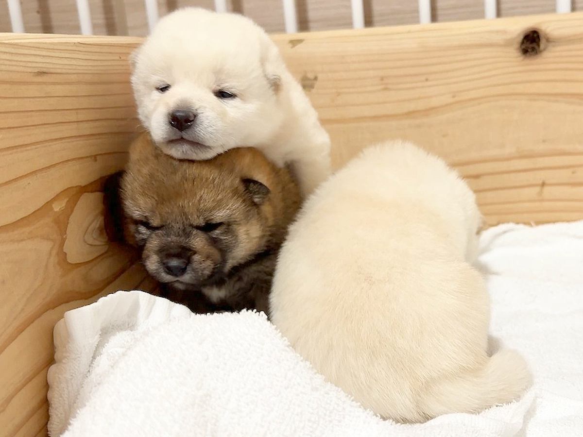 生まれて15日目の赤ちゃん犬が脱走→慌てる母犬の横で…予測不能すぎる『衝撃的な行動』が13万再生「困ってて可愛いｗ」「身体能力すご」