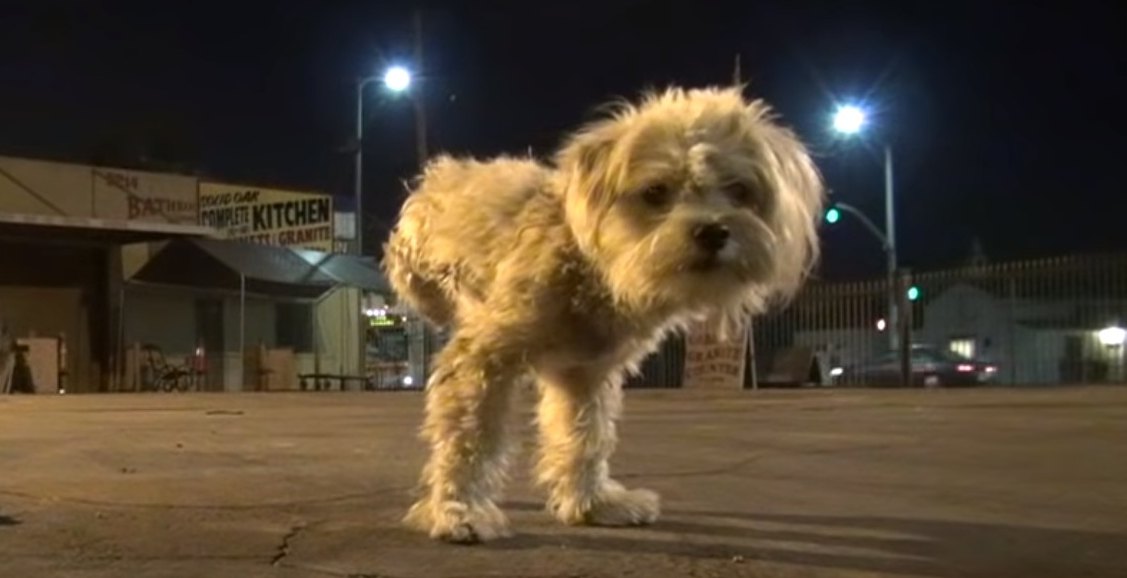 3本足の小型犬を保護。人を信頼できたら即ヘソ天で寝落ち