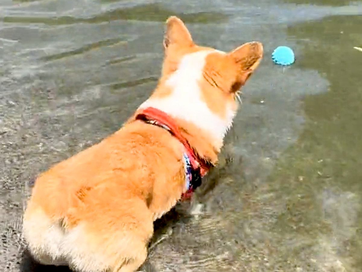 大事なボールを自分で水に落とした犬→取りに行きたいのに届かなくて…まさかの『逆ギレする様子』が833万再生「可愛い」「応援しちゃうｗ」