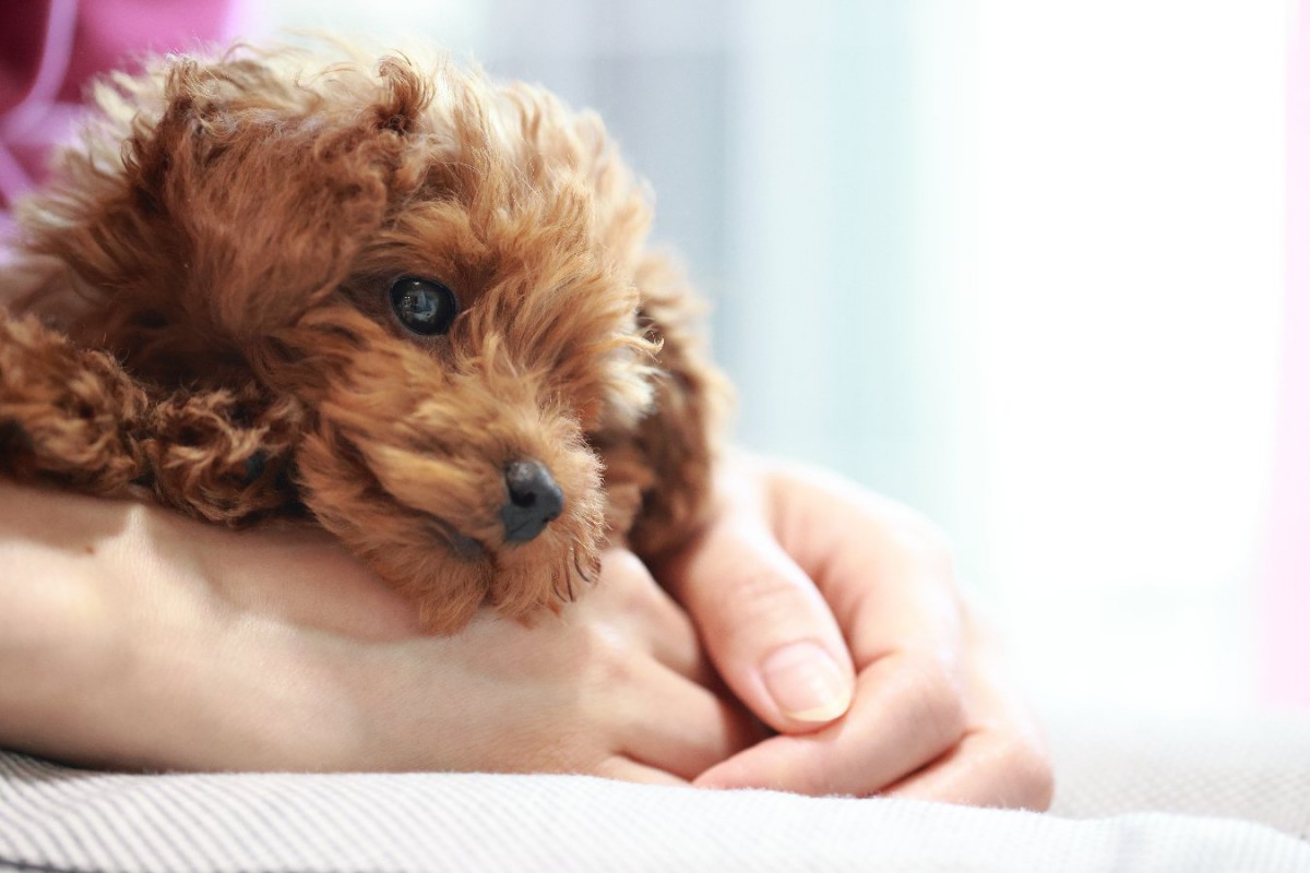 犬が飼い主に『うんざりしている時』の仕草や態度5選！気をつけるべきポイントは？