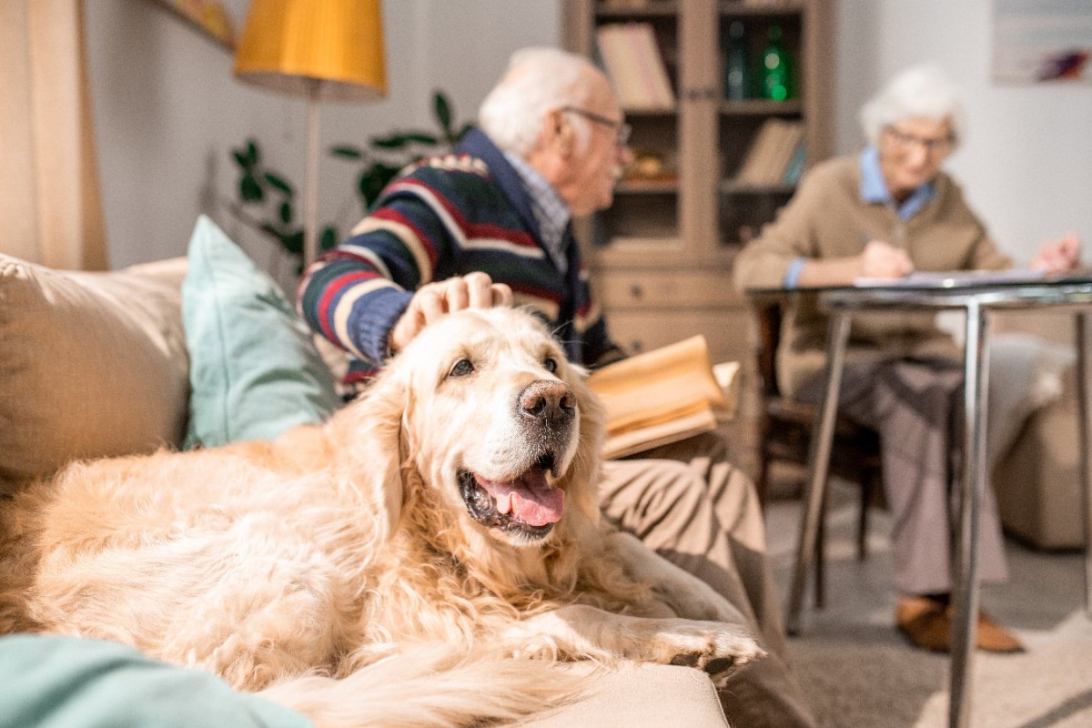 室内犬が長生きする『5つの理由』