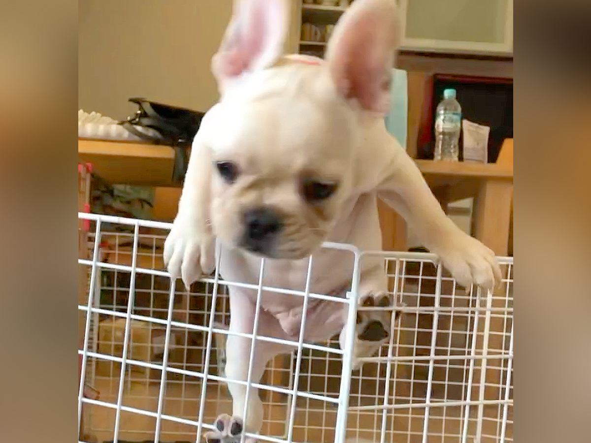 ケージから軽々と脱走してしまう赤ちゃん犬…５年後→家族が決断した『まさかの光景』が170万再生「運動神経よすぎて草」「全米が泣いた」