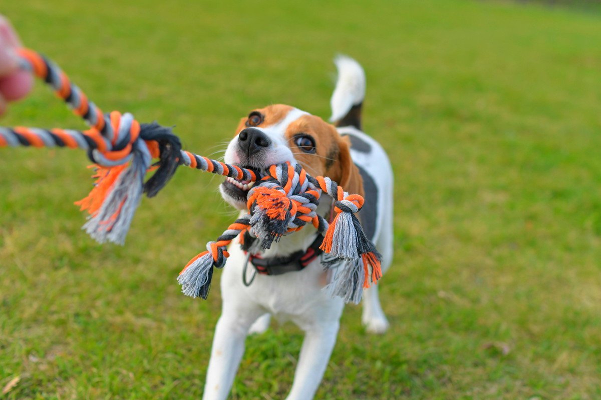 愛犬がおもちゃを離さないときの5つの心理　飼い主がしてはいけない行動から対処法まで解説