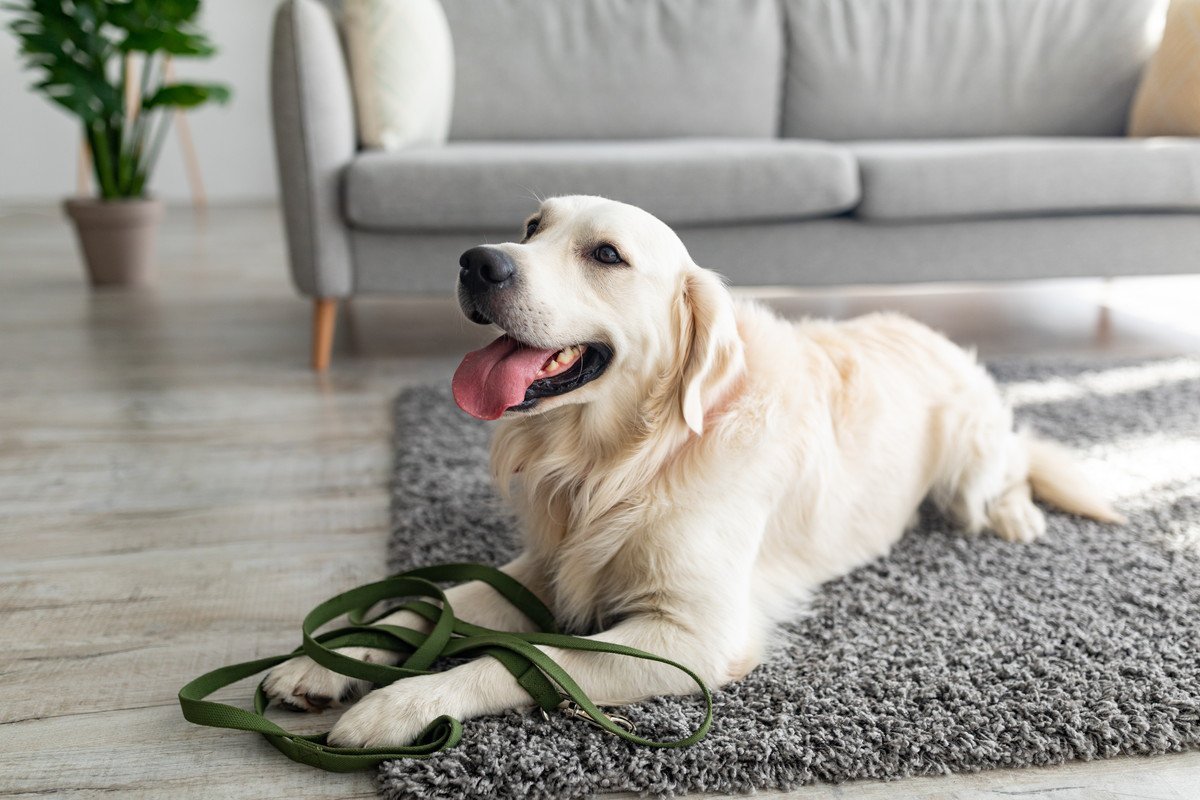 大型犬を飼った人にしかわからない『4つの魅力』