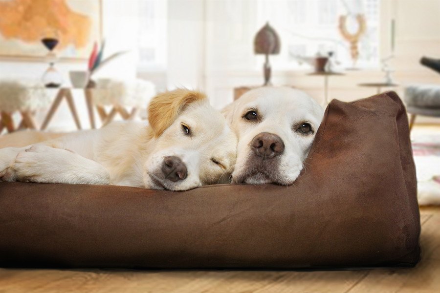 犬同士がくっついて眠っている時の心理３選