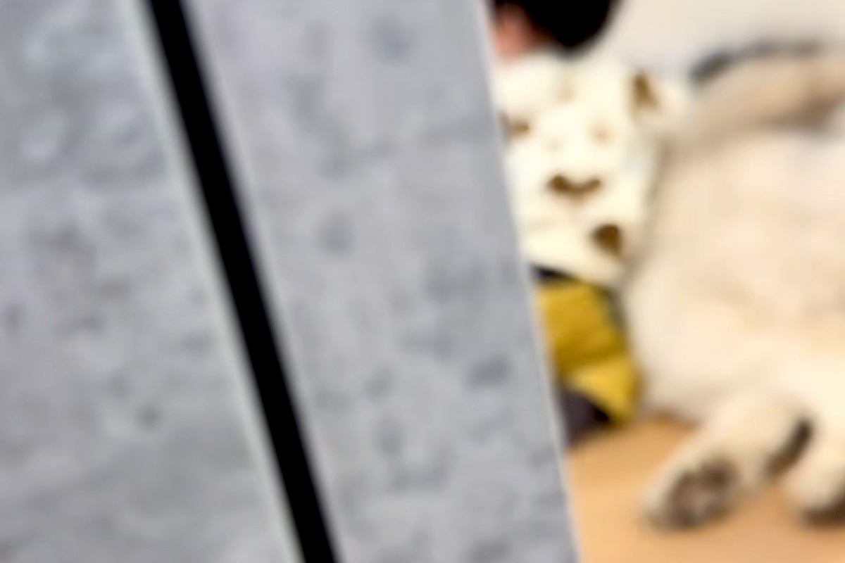 『赤ちゃんと超大型犬がいないな』と思い探した結果→ママに隠れてこっそりと…とんでもなく尊い『密会の様子』が30万再生「なにこの癒し空間」