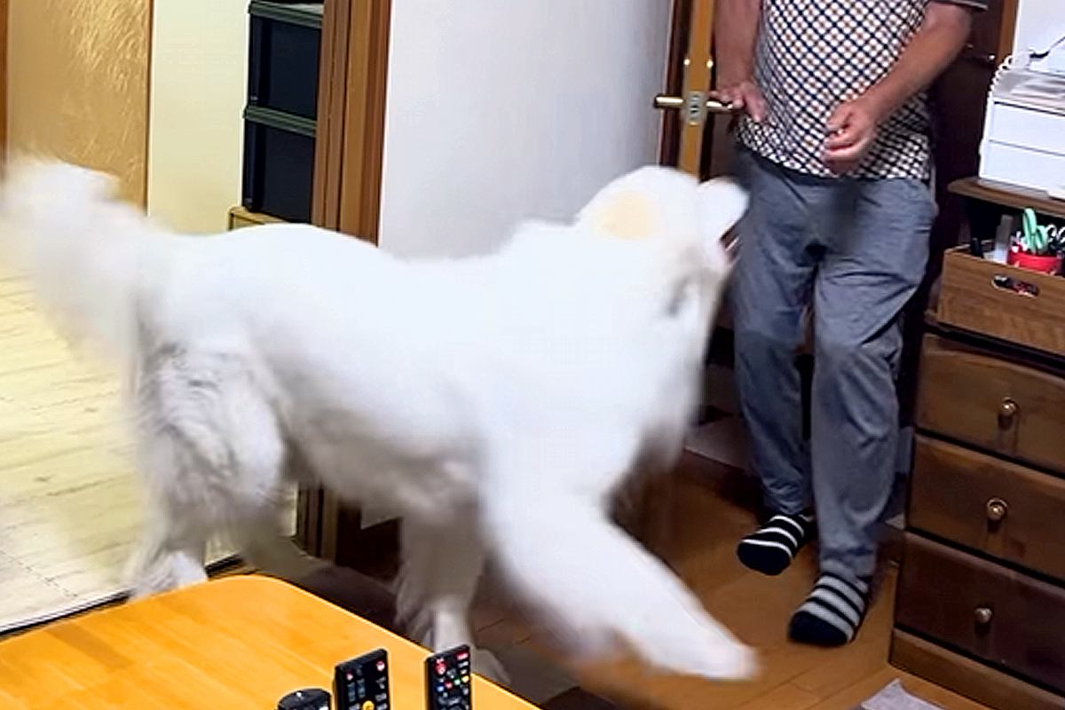 おじいちゃんが『超大型犬を甘やかして育てた』結果→まるで人間の子供のように…あまりにも尊い光景が84万再生「可愛すぎ」「永遠の赤ちゃん」