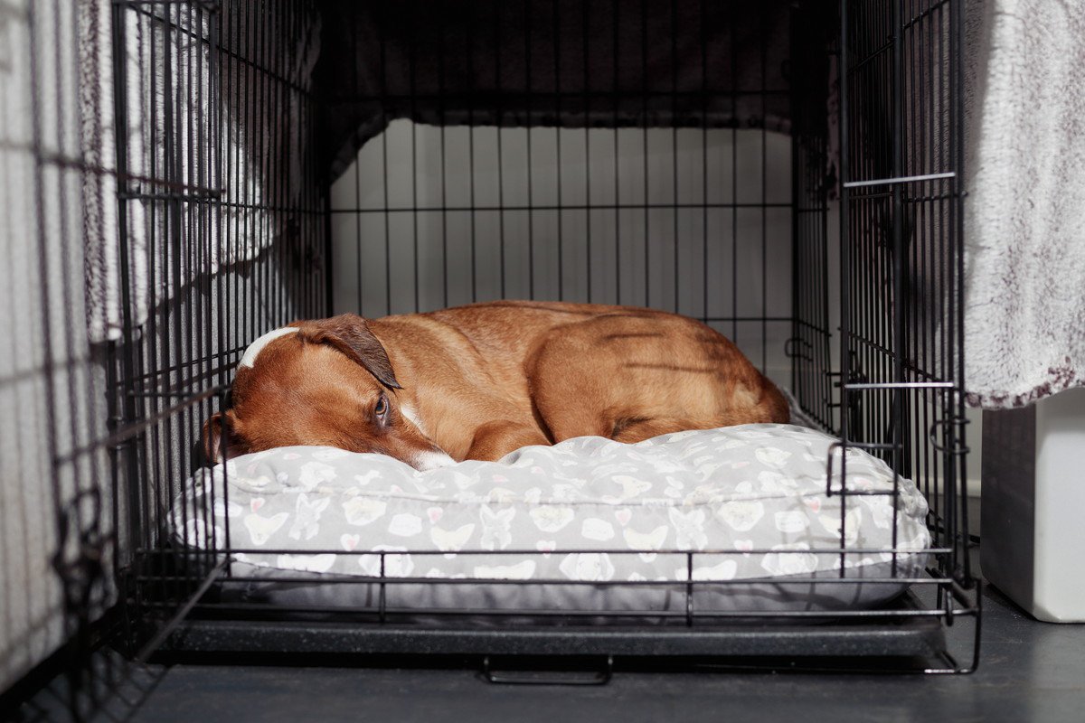 犬が『調子が悪い』ときにみせるサイン4つ　異変を感じた場合はすぐに病院へ