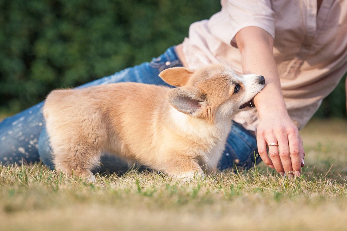 咬みついてくる犬にしてはいけないNG行為3選　かえって興奮させてしまうことも