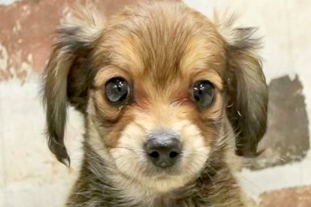 プロフィールでは『たれ耳』の子犬→実際の姿を見てみたら…まるで別犬？『衝撃の光景』が162万再生「今まで見た中で一番可愛い」「ダンボ？」