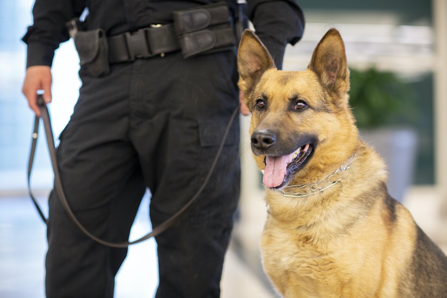 理解してる？『仕事をする犬たち』のそれぞれの役割とは