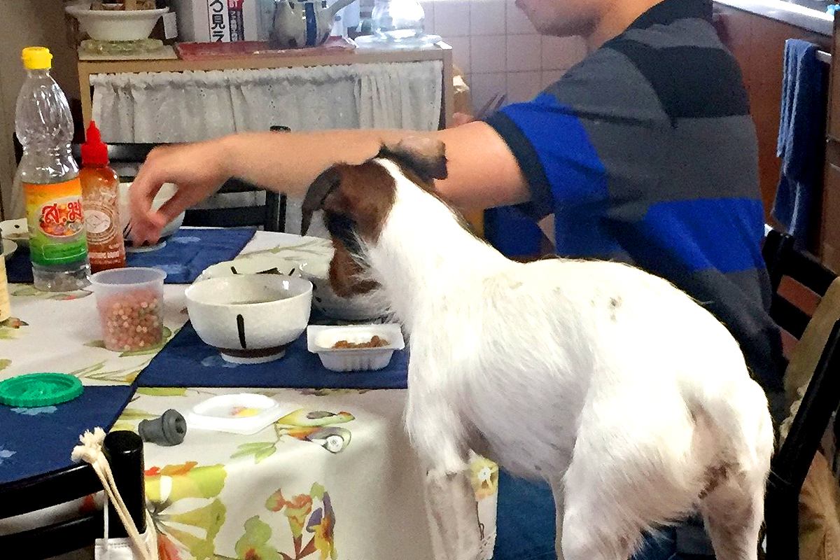 食事中、なぜか『同じ高さ』で覗いてくる犬→足元を見てみると…衝撃的な『まさかの光景』に4万いいね「器用すぎるｗｗ」「凄くて笑ったｗｗ」