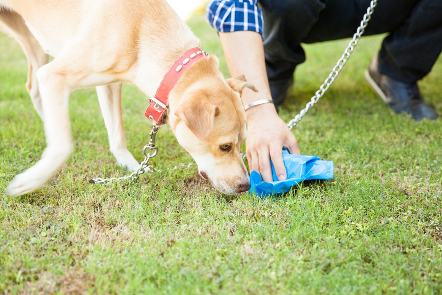 犬の『ウンチあるある』4選