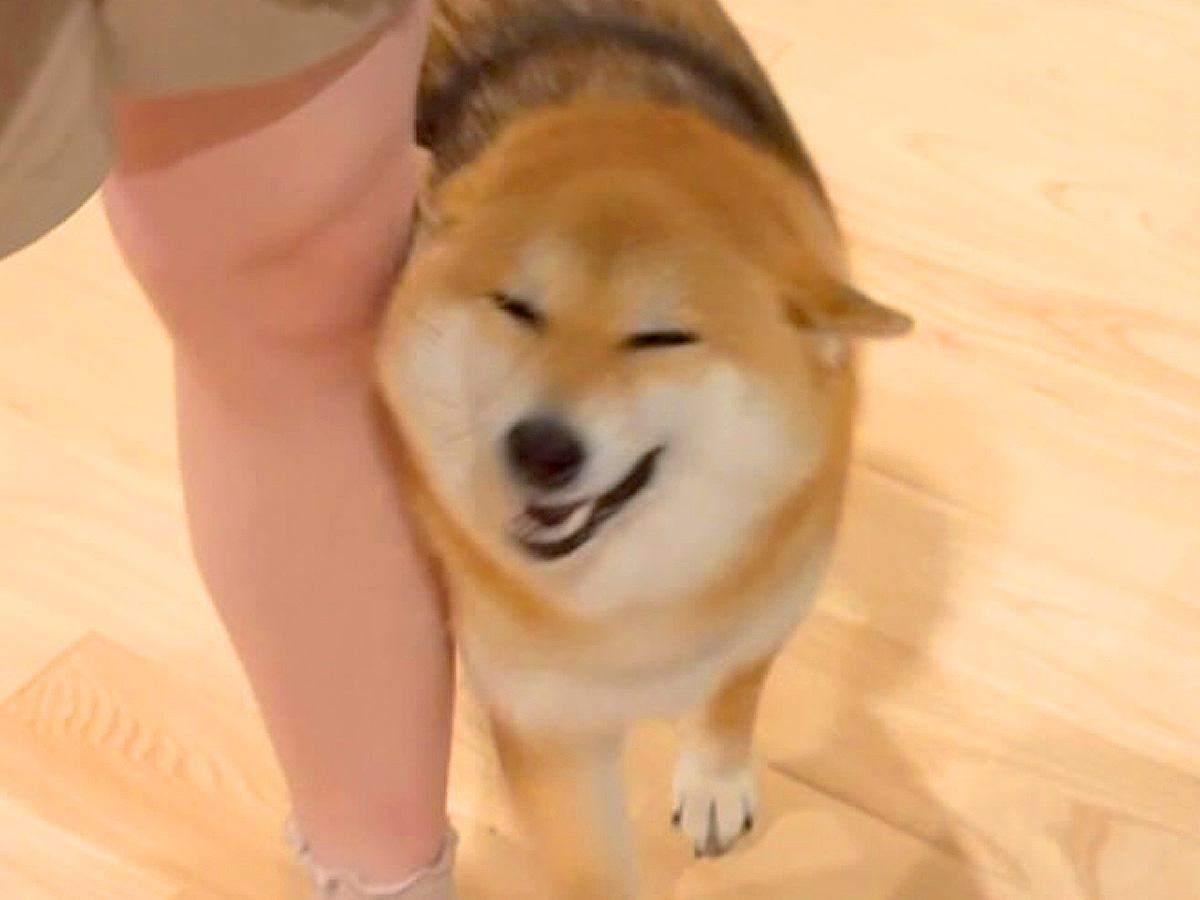 3人のお客さんを家に招待→ドアを開けた次の瞬間…犬による『尊すぎるご挨拶』が50万再生「おしり可愛いｗｗ」「人間いっぱい嬉しいね」と反響