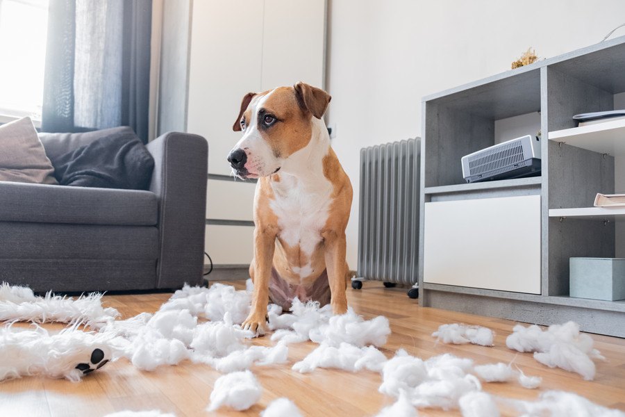 犬が部屋に置いてあるモノを何でも噛んじゃう心理３選！どうしたらやめさせられる？？