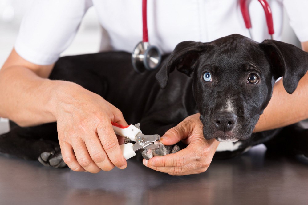 犬の爪切りにかかる料金は？サロンや動物病院で切ってもらう方法