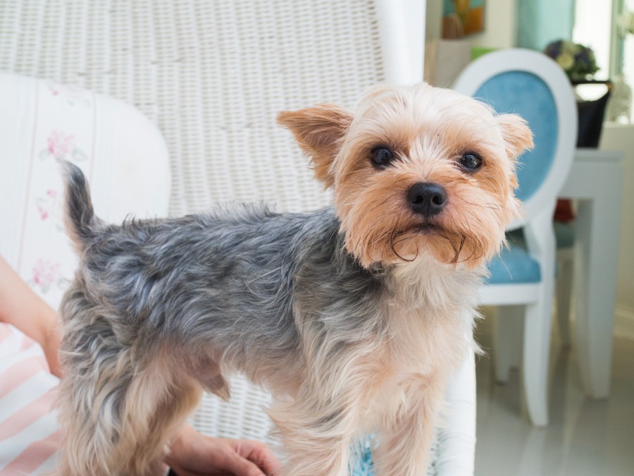 犬が急に立ち上がるときの5つの心理