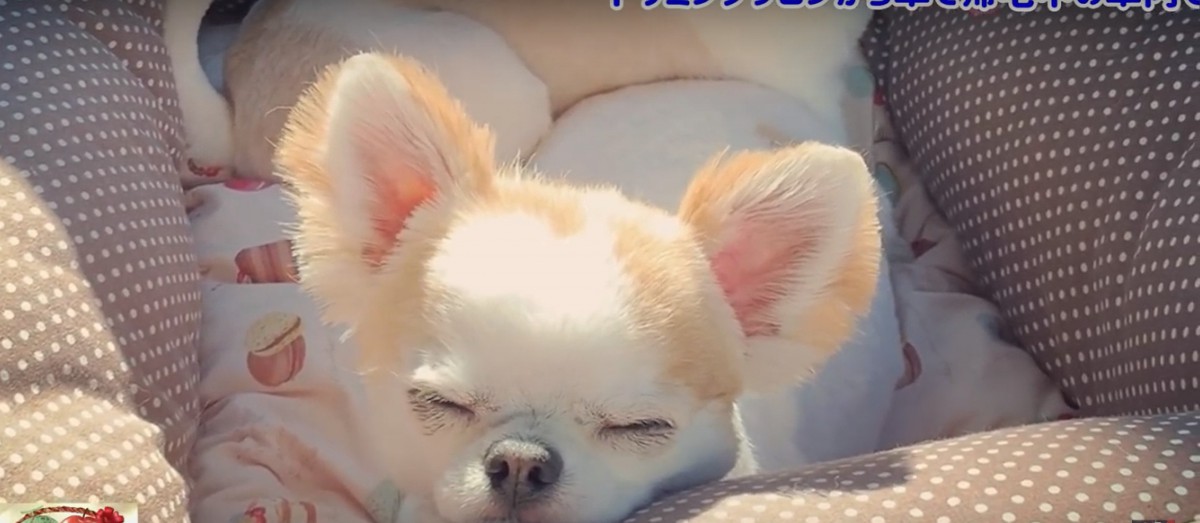 天使の寝顔♡車でウトウトする子犬チワワ