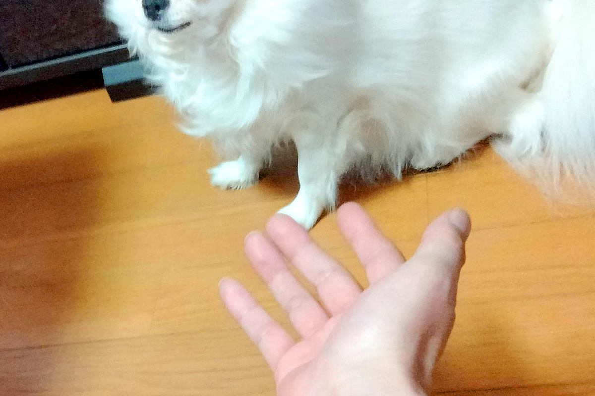 おやつが無い状態で『犬を呼んでみた』結果→あまりにも露骨な『表情』が面白いと4万いいね集まる「軽蔑の目してて笑った」「プロ意識高くて草」