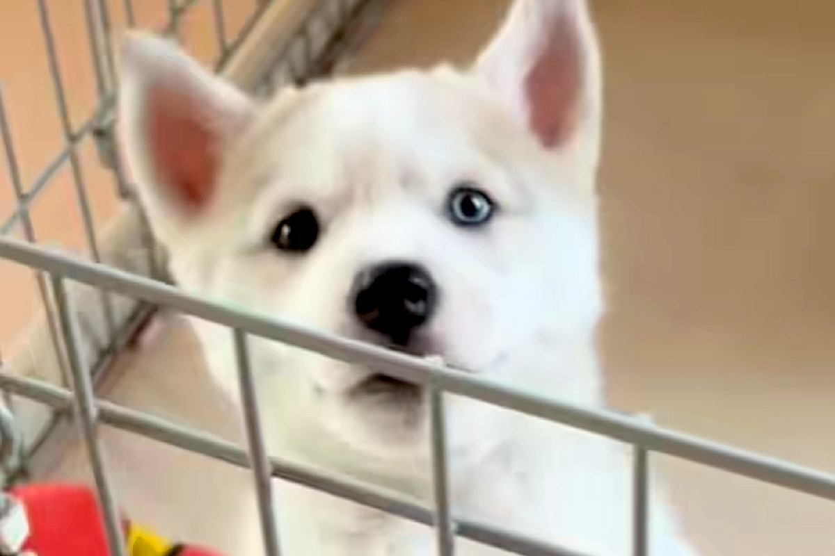 カッコいいイメージの『シベリアンハスキー』→実際に飼ってみると…あまりにも情けない『成長記録』が31万再生「ギャップｗｗ」「憎めない」