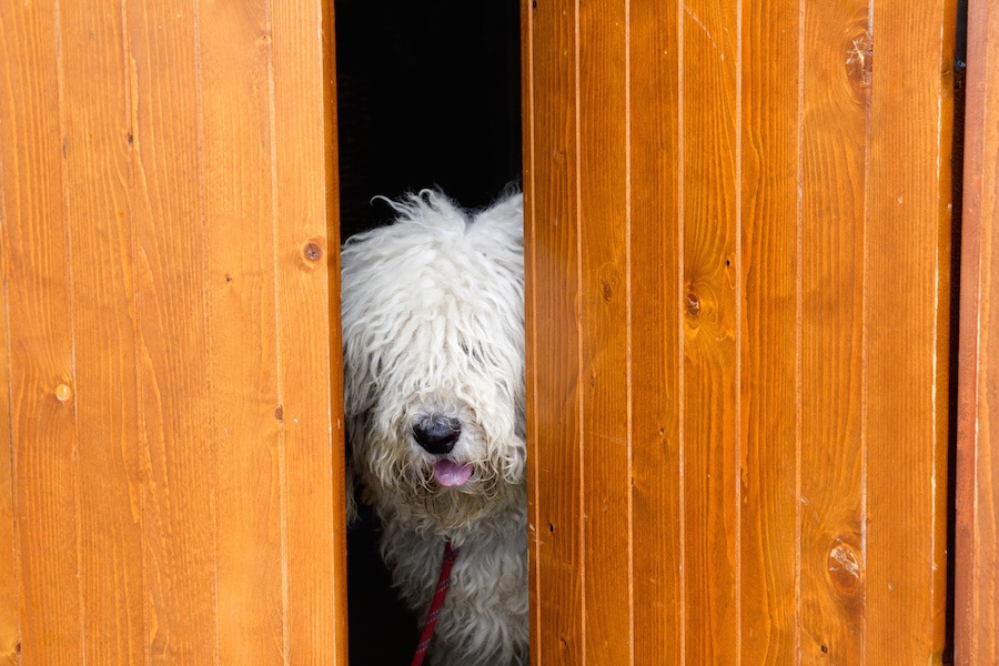 犬が物陰から飼い主を見つめてる時の心理3つ