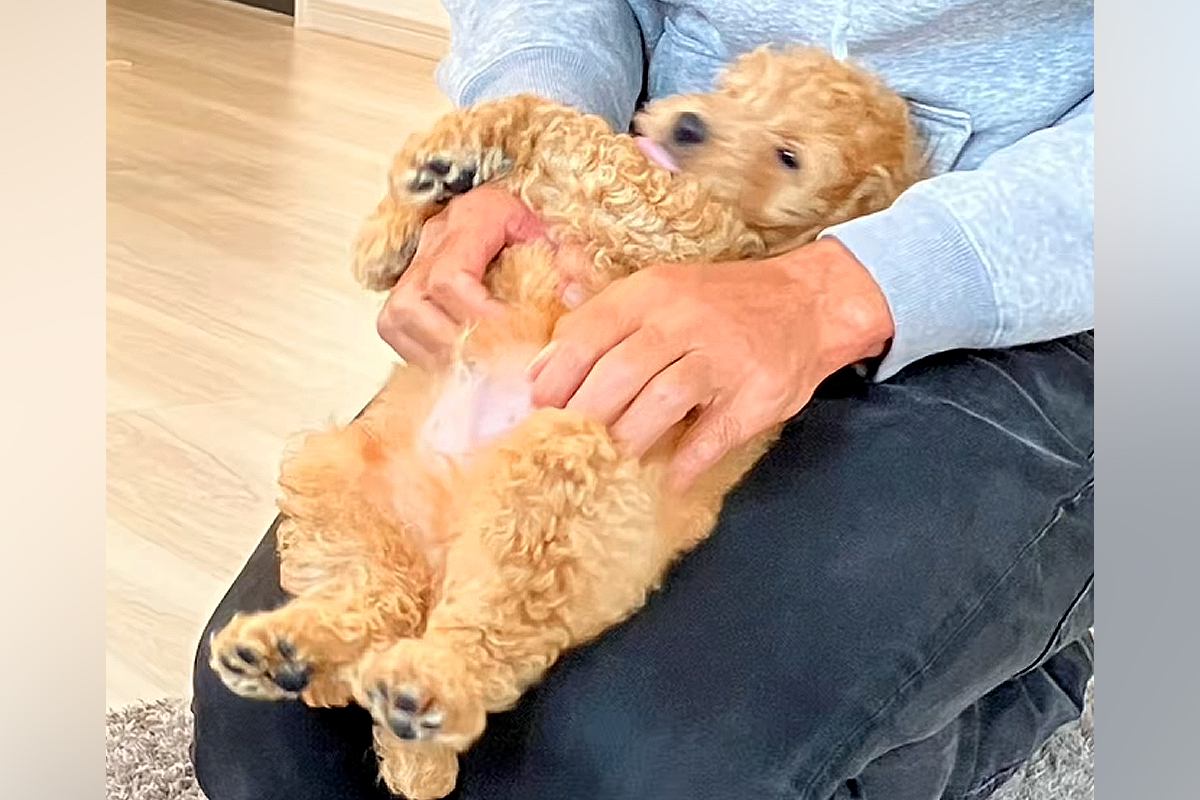 『大きくなっても体重は６キロ程度』と言われた犬→もはや別の犬？衝撃的な『巨大化っぷり』に反響「理想的なサイズ」「可愛さが渋滞してる」