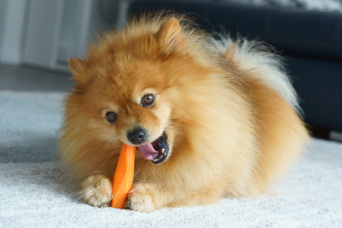 犬の健康を維持する『5つの食材』人間と一緒に食べられるものはあるの？