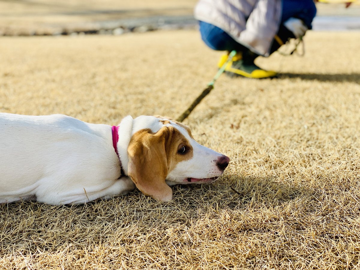 犬が『外で歩いてくれない』時の対処法7つ