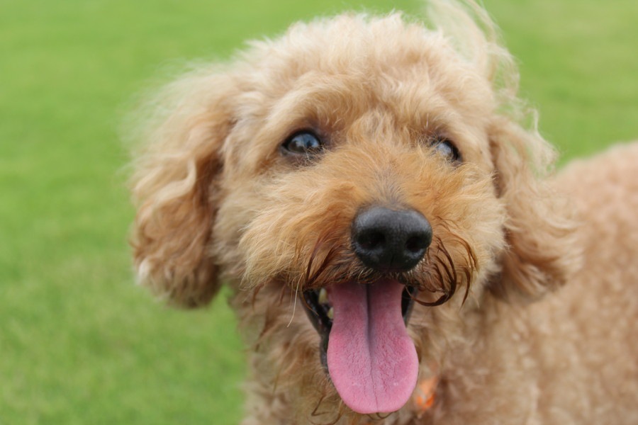 室内犬は「口臭トラブル」を起こしやすい？口臭トラブルの原因と解決法！