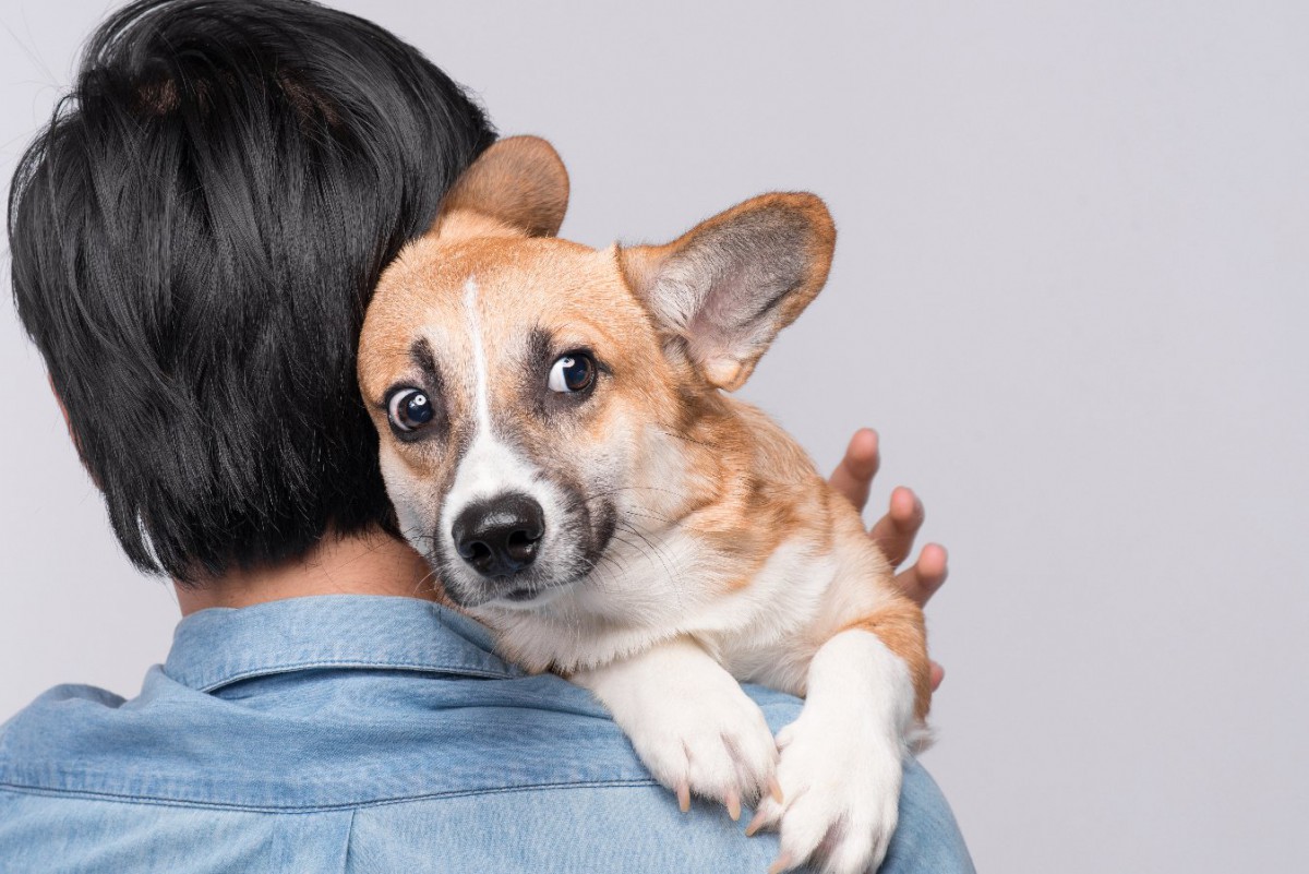 その行動『ドッグハラスメント』かも…実は愛犬がストレスを感じている飼い主のNG行為５つ