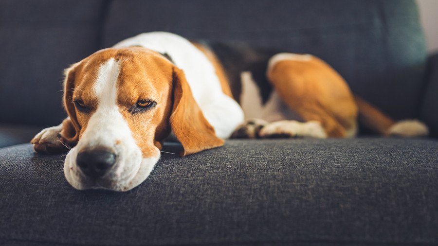 愛犬の問題行動の原因はあなたかも？NGな飼い主の行動４つ