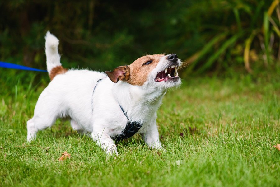 犬の尻尾がピーンと立っている時の心理３つ