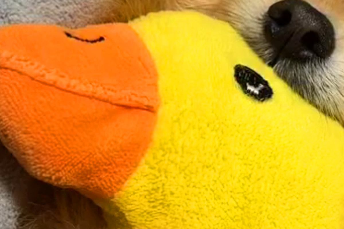 毎日ぬいぐるみを抱っこして眠る犬→丸洗いした結果…絶望してしまう光景と『乾いた後の尊い姿』が180万再生「可愛すぎる」「赤ちゃんみたい」