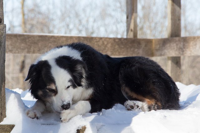 なんで？犬が自分の足を噛んでしまう原因とは？