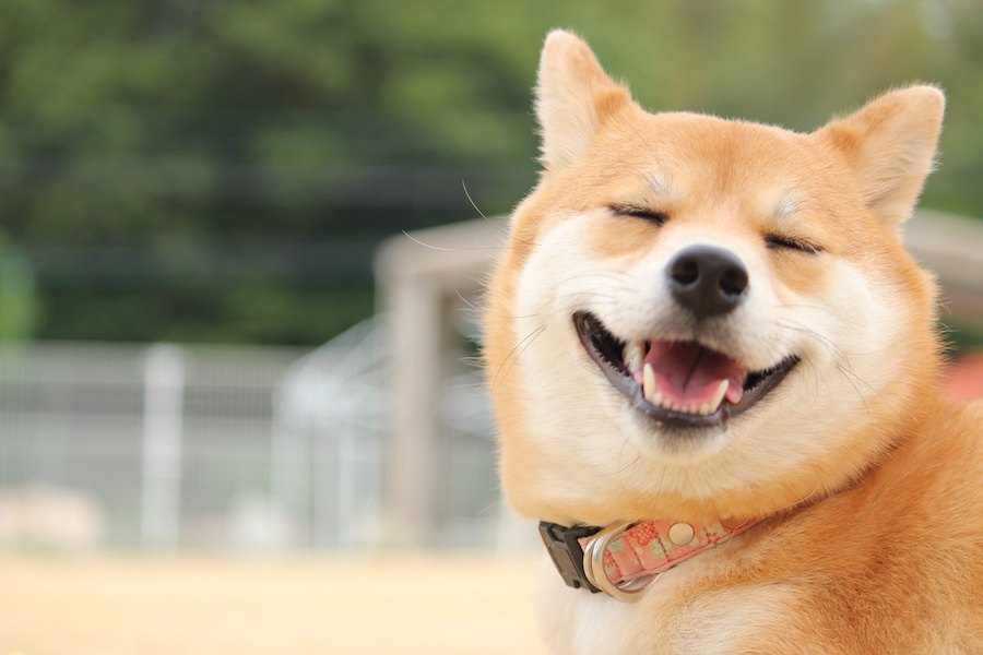 知っておこう！犬と気温の関係