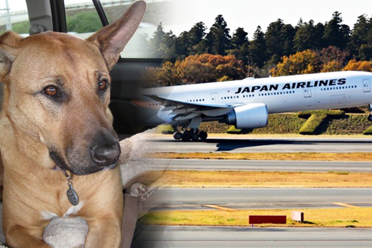 JALチャーター便、ワンワンJETで愛犬と機内で一緒の空の旅を！