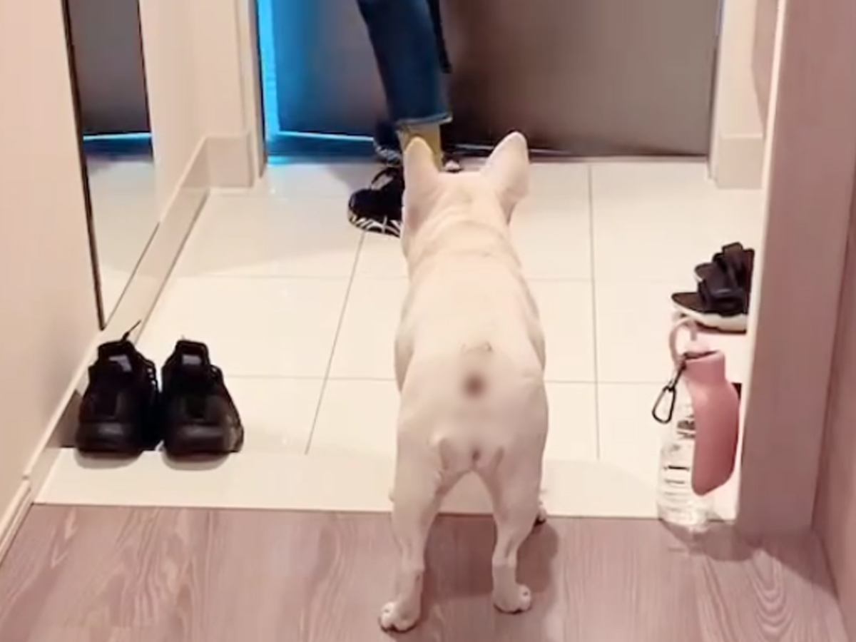 『犬が玄関までお見送りしてくれた』と思っていたら…次の瞬間→なんだか切ない『辛辣な行動』が21万再生「人間かな？ｗ」「面白すぎ」と反響