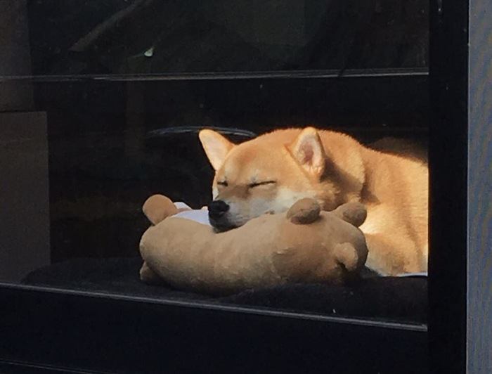 寝方からわかる犬の気持ち！うちの子が安心して熟睡できているのかを検証