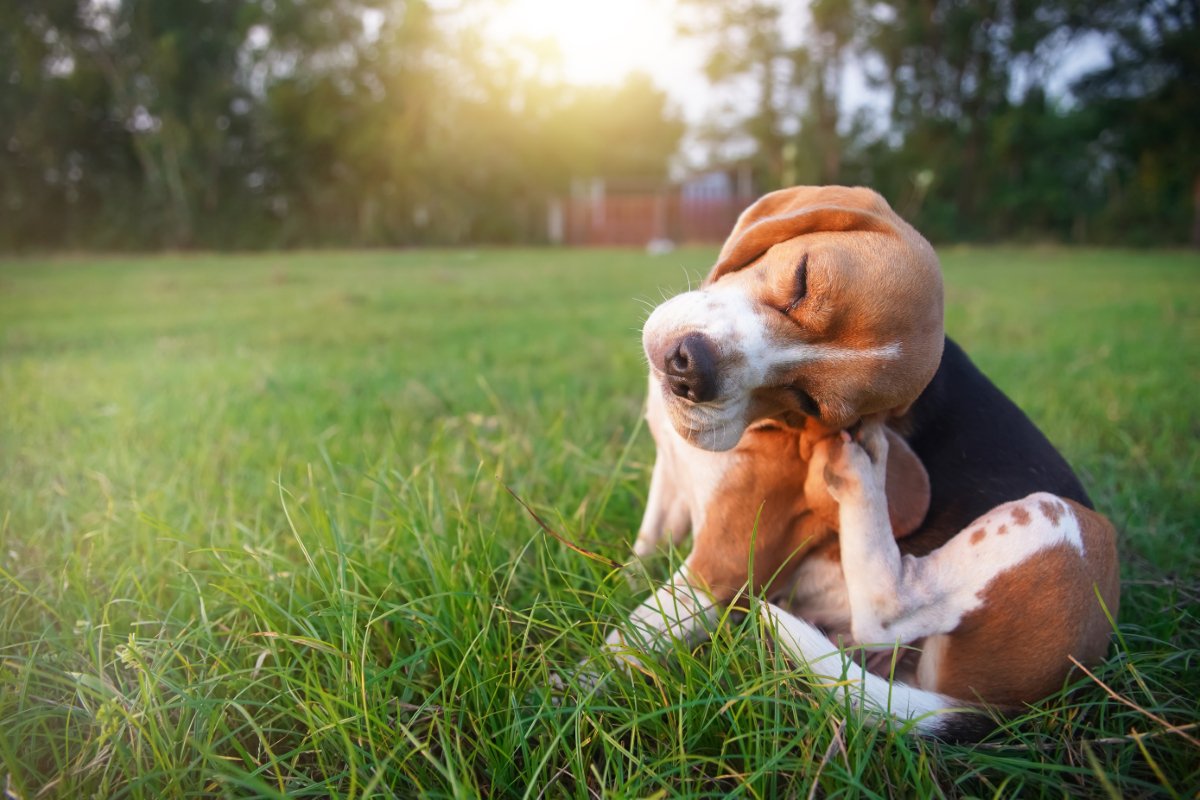 犬にとって超危険な『有害な虫』5選　愛犬が触れてしまったときにみられる症状や予防策まで