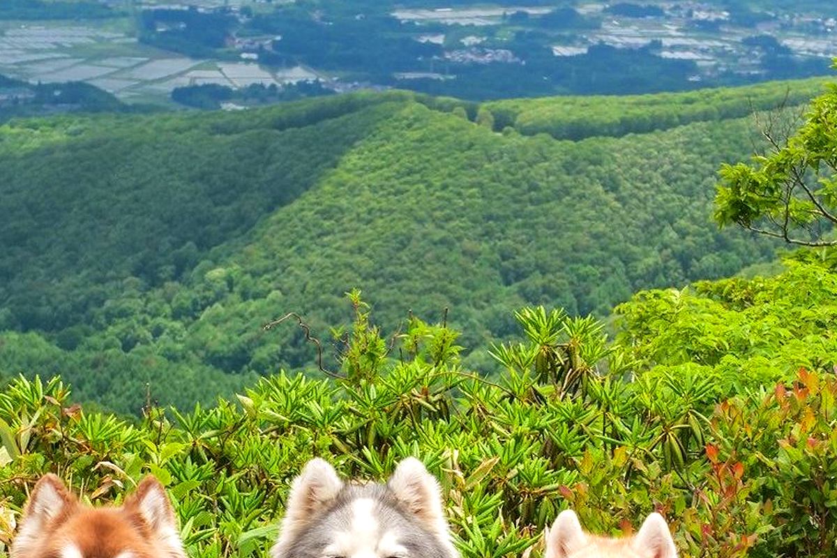 絶景で記念撮影する4頭のハスキー犬→みんなの表情が…思わず笑顔になる『まさかのシンクロ』に反響「このままぬいぐるみにしたい」「可愛すぎ」