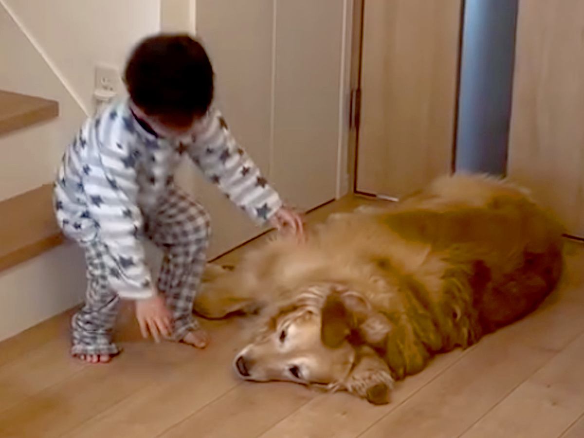 朝、起きてきた男の子→真っすぐ大型犬のもとに向かい…『最高すぎる二度寝ルーティン』が542万再生「反則級の可愛さ」「腕枕たまらん」と絶賛