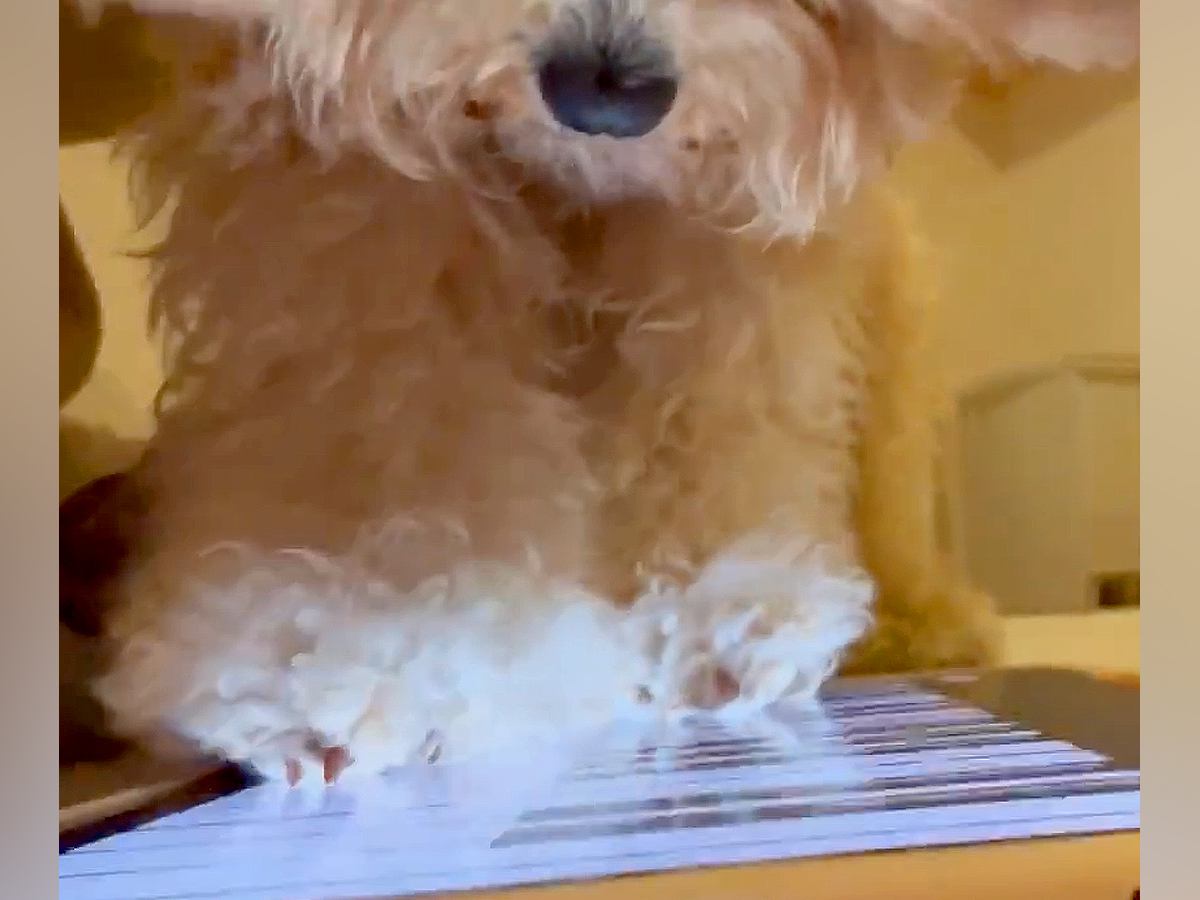 タブレットでピアノを演奏する犬…まさかの『天才ピアニストすぎる光景』が112万再生「実は犬なんだよね」「勢いで草」「落ち着けｗｗ」