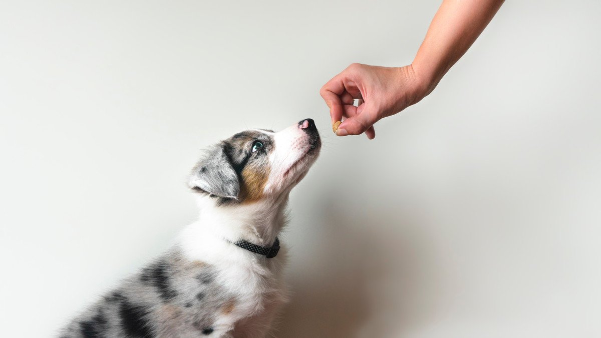 愛犬におすわりの行動を増やしてもらいたいときはご褒美を使おう！一番使いやすいのはフードのご褒美