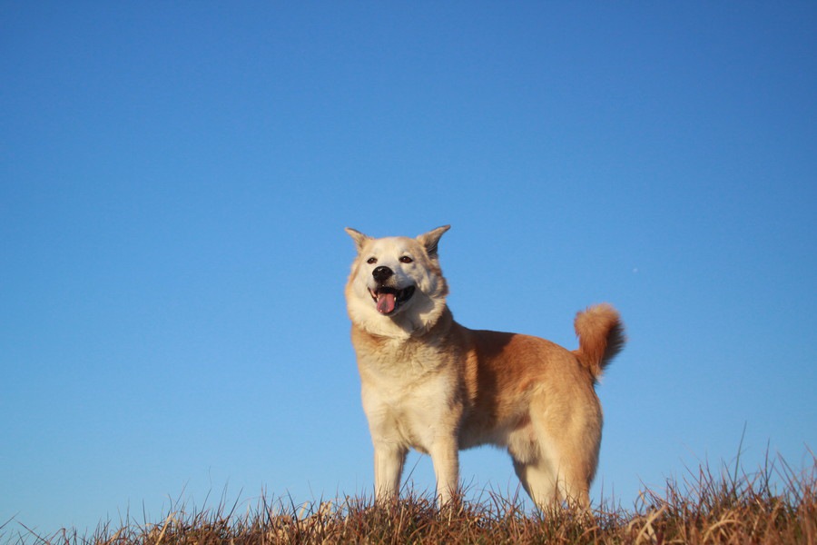 進む犬の高齢化。愛犬がいつまでも元気で過ごすために若いうちからできること。