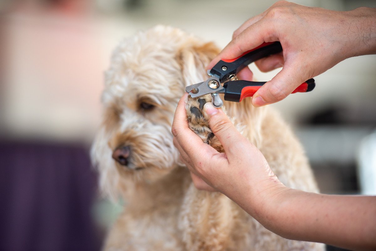 犬が爪切りを嫌がってもやめずにやりきらないと舐められる？大切なのは愛犬の気持ちを尊重すること