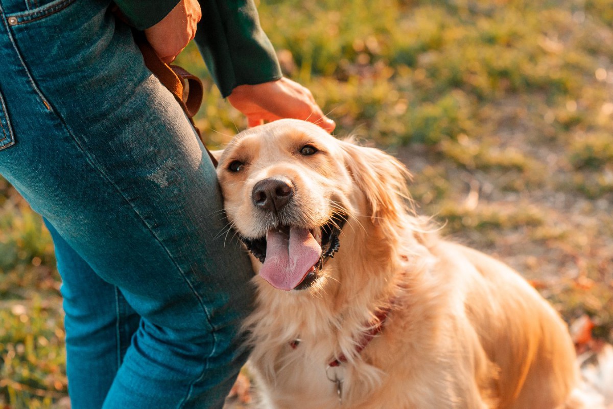 愛犬のモチベーションが上がる「褒め方」5選！今日から取り入れたいコミュニケーション