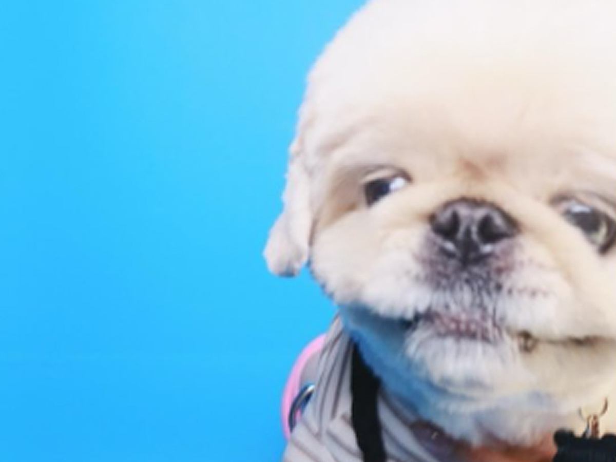 『犬のプリクラ証明写真』を撮影した結果…理想とは程遠い『現実を突きつけられる光景』が102万表示「全部かわいいｗ」「頑張ってて草」と絶賛