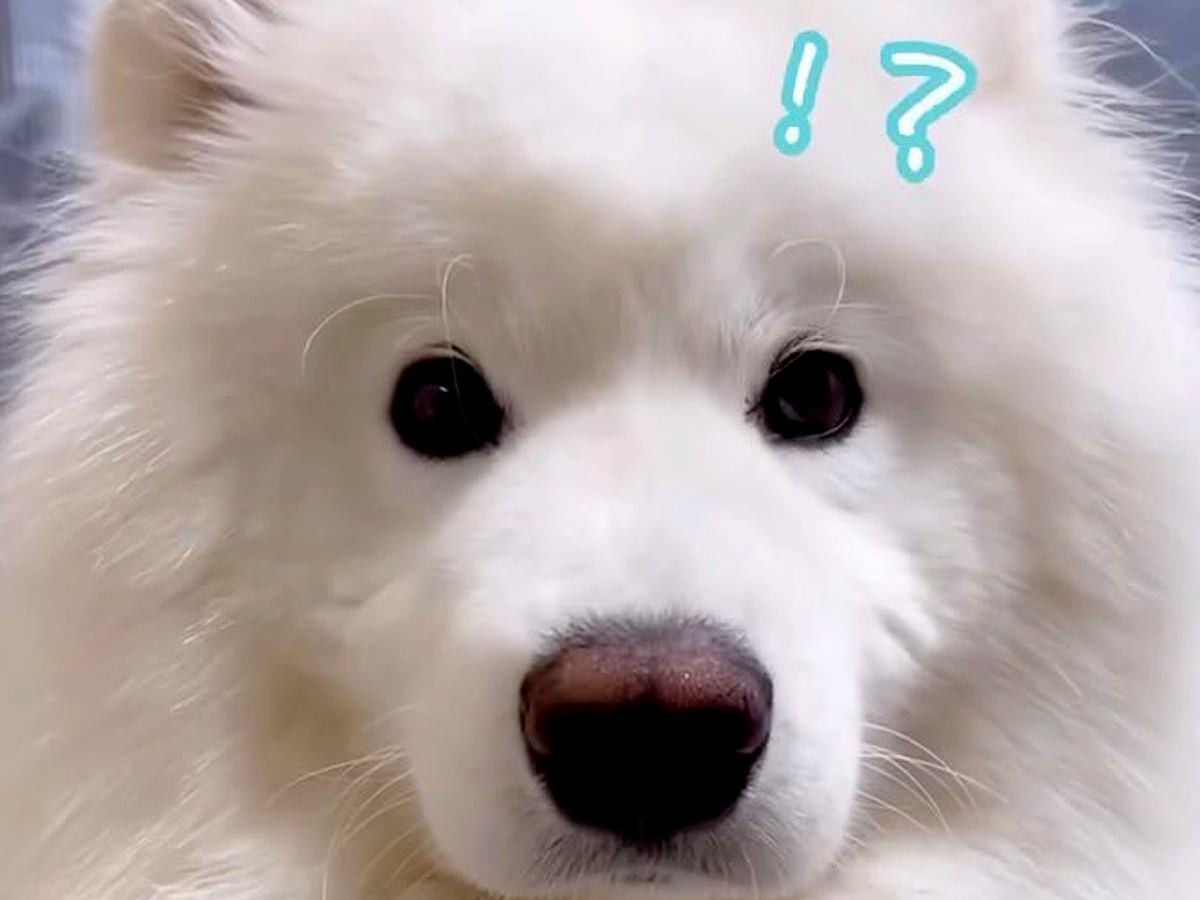 パパという単語がわかる大型犬に『パパ帰って来るよ』と伝えた結果…大好きが溢れ出した『おかえりなさい』が64万再生「一日の疲れ吹っ飛ぶ」