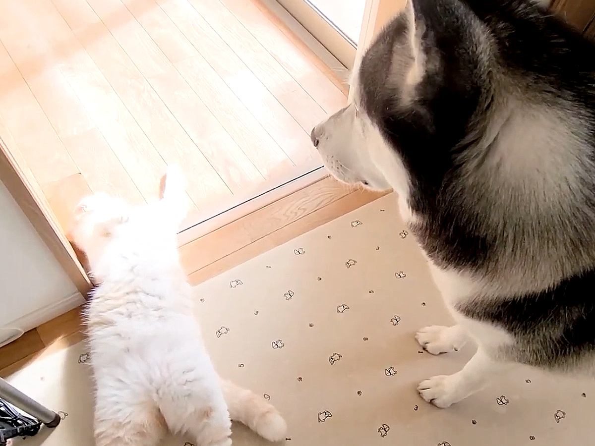 子猫が倒れて動かなくなった結果→事態を察したハスキー犬が…愛に溢れた『尊すぎる行動』が112万再生「自分の子だと思ってる」「癒された」